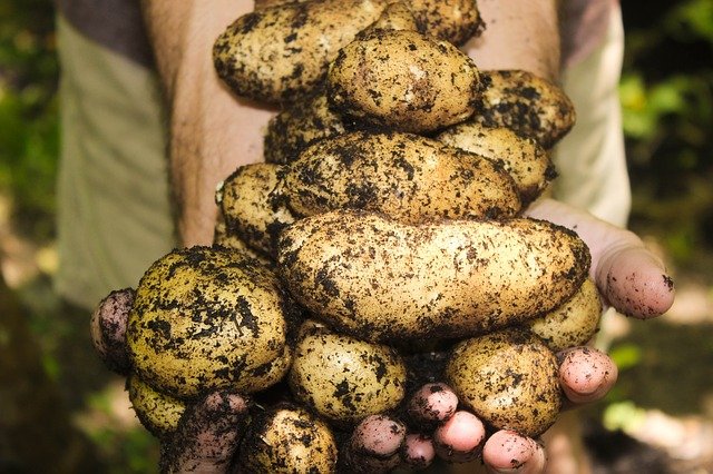 Potatoes are unpretentious to natural conditions
