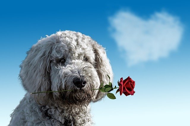 Angst vor Hunden