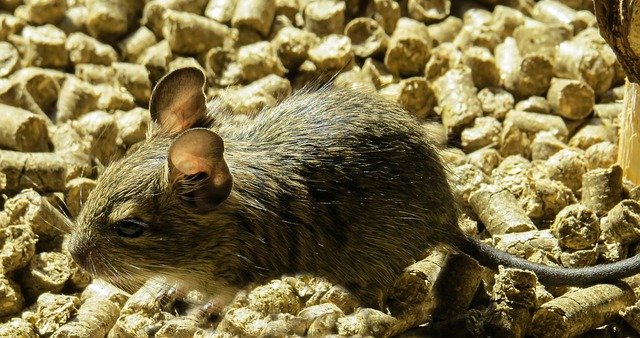 Haustiere mit dem Namen Degus
