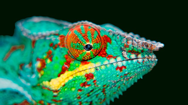 Wie Chamäleons ihre Farbe ändern – Magie oder Wissenschaft